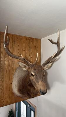 Massive 6-Point Shoulder Elk Mount