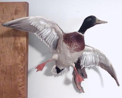 Sale Photo Thumbnail #37: Flying Mallard Duck Taxidermy Wall Mount