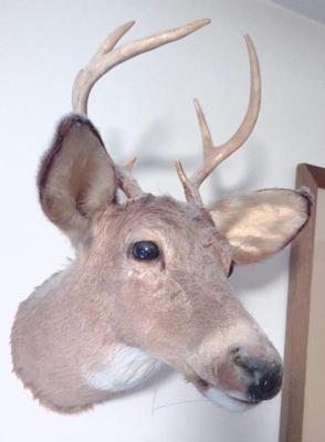 Sale Photo Thumbnail #38: Deer Head Taxidermy Wall Mount
