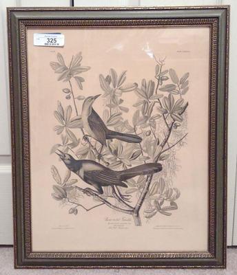 Sale Photo Thumbnail #329: JJ Audubon Boat Tailed Grackle Lithograph Bird Art