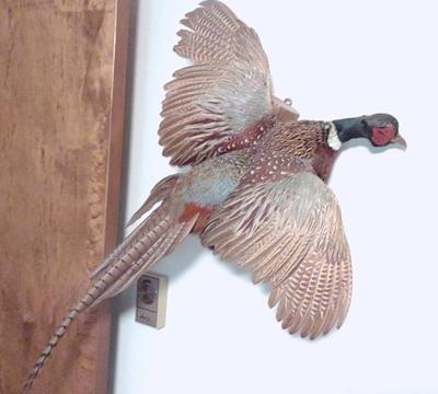 Sale Photo Thumbnail #36: Pheasant Taxidermy Bird Mount