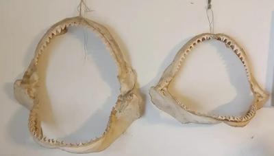 PAIR OF SHARK JAWS