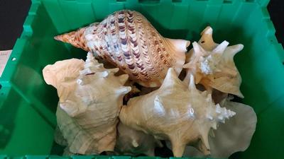 HUGE COLLECTION OF COLORFUL CONCH SHELLS