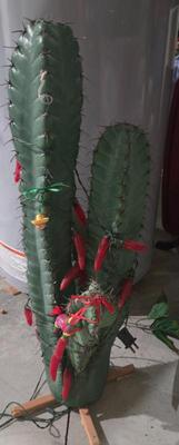 Sale Photo Thumbnail #4: Cactus 