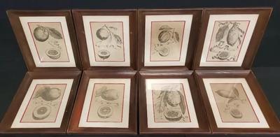 COLLECTION OF BLACK AND WHITE FRUIT PRINTS BY GIOVANNI BATTISTA FERRARI