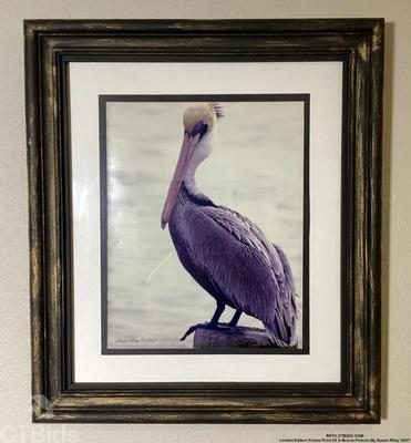 Limited edition frame print of a brown pelican by susan riley 2007