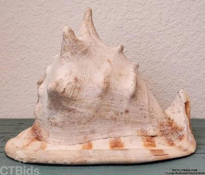 1 large bullmouth conch shell