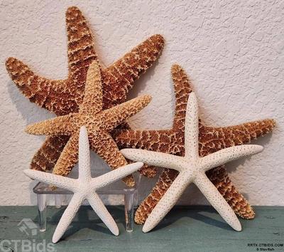 5 starfish