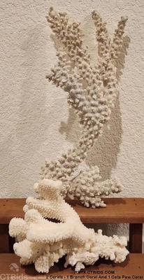 2 corals 1 branch coral and 1 cats paw coral