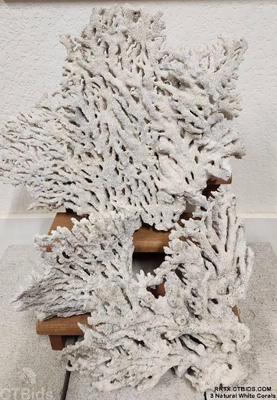 3 natural white corals