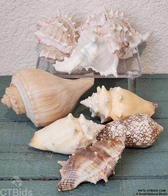 8 small natural shells