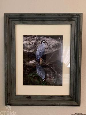 Frame print of a yellow crowned heron