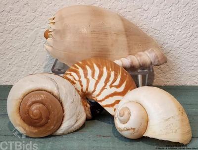5 shells 4 nautilus 1 small cone shell