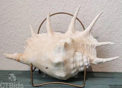 1 giant spider shell