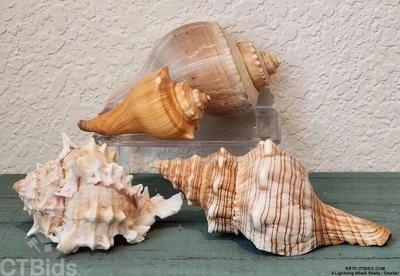 4 lightning whelk shells smaller