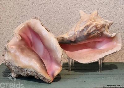 2 large bullmouth conch shells