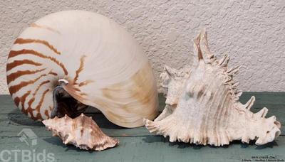 3 shells 1 nautilus 2 natural shells