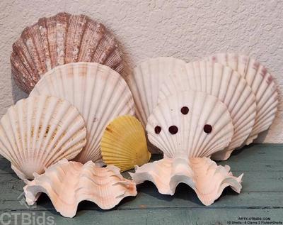 10 shells 8 clams 2 fluted shells