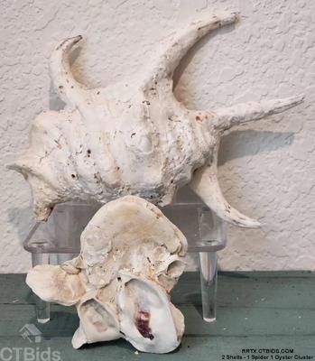 2 shells 1 spider 1 oyster cluster