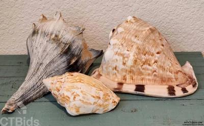 3 striped conch shells