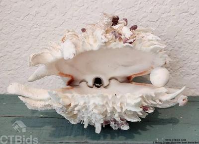 1 thorny oyster shell with small stone ball