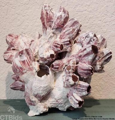 Large purple and white barnacle cluster shells
