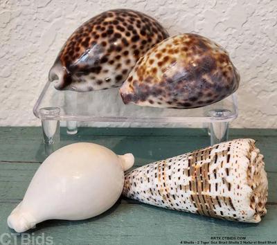 4 shells 2 tiger sea snail shells 2 natural snail shell