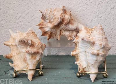 3 natural ramose shells