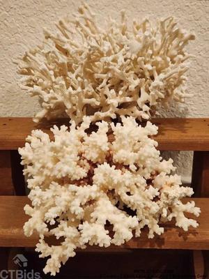 2 corals 1 white lace coral and 1 brownstem coral