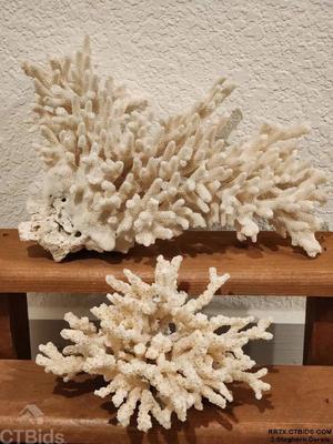 2 staghorn corals