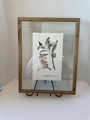 Framed Botanical Print of Amygdalus Communis & Stand