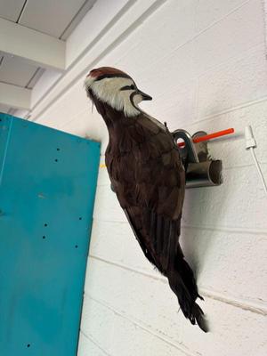 Sale Photo Thumbnail #44