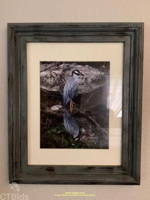 Frame print of a yellow crowned heron rrtx ctbids.com