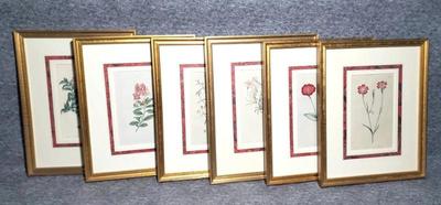 Set of framed botanical illustrations 6)