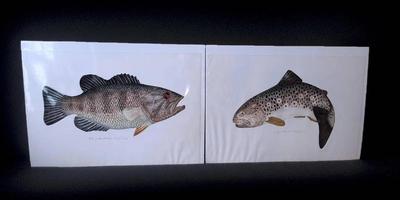 CE222 - Larry Sanford Signed & Numbered Fish Etchings