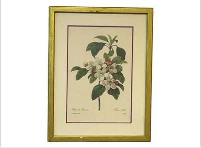 Sale Photo Thumbnail #43: Fleurs De Pommier Botanical Illustration By Pierre-Joseph Redoute