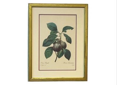 Sale Photo Thumbnail #44: Prune Fruit Botanical Illustration By Pierre-Joseph Redoute