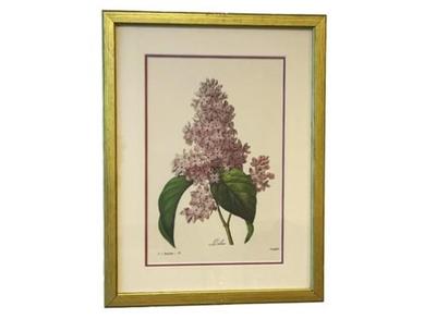 Sale Photo Thumbnail #42: Lilac Botanical Illustration By Pierre- Joseph Redout