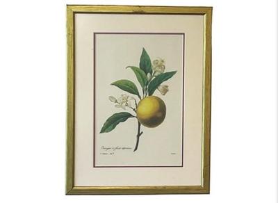 Sale Photo Thumbnail #45: Orange Botanical Illustration By Pierre-Joseph Redout