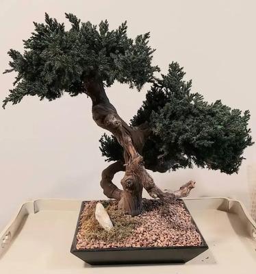FAUX BONSAI TREE