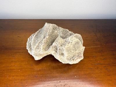 Favosites Coral Fossil Specimen 