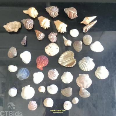 40 sea shells rrtx ctbids.com