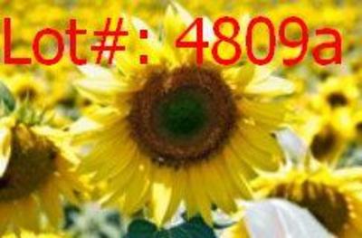 Sale Photo Thumbnail #809