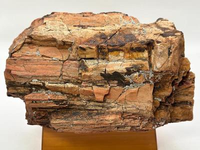 Large Piece of Petrified Wood