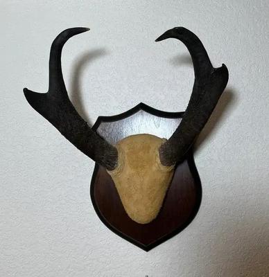 Antelope Antler Mount