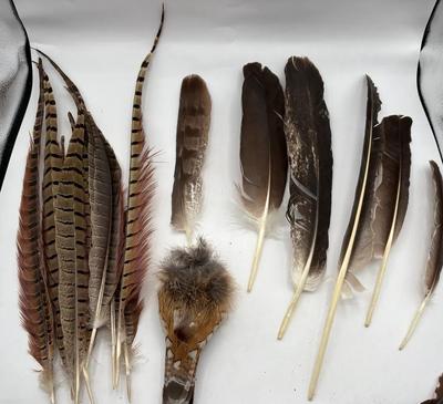 Bird Watcher Collection of Misc. Feathers