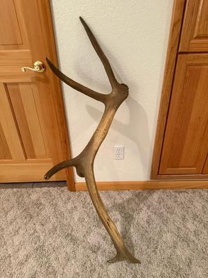 Naturally Shed Elk Antler 