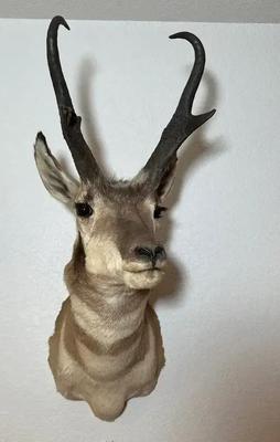 Pronghorn Antelope Mount