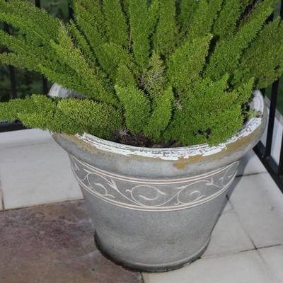 large potted plant
