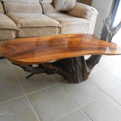 Ancient rare Bristlecone Pine Tree Coffee Table from Lone Pine, California. Bristlecone Pine is the oldest living Organism on planet Earth